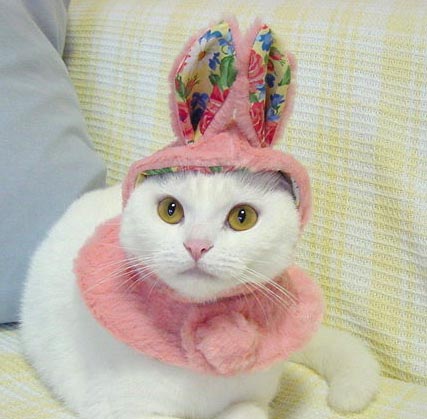 Gato coelho