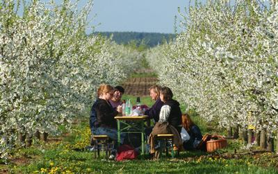 Pic Nic