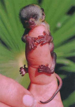 A natureza � incr�vel