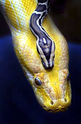 Protec��o de animais