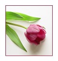 Tulipa - Postal de Amor 