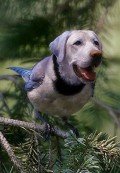 Dogybird - Postal de Animais 