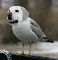 birdydog - Postal de Animais 