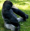 Gorillabird - Postal de Animais 