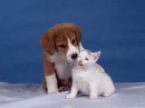 Cão e Gato - Postal de Amizade 