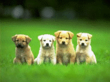 Cães Pequeninos - Postal de Amizade 