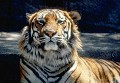 Tigre - Postal de Animais 