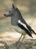 Wolfbird - Postal de Animais 