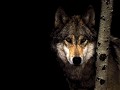 Lobo nordico - Postal de Animais 
