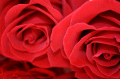 Rosas - Postal de Amor 