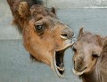 Camelos - Postal de Animais 
