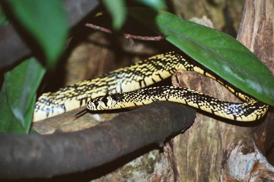 Cobra