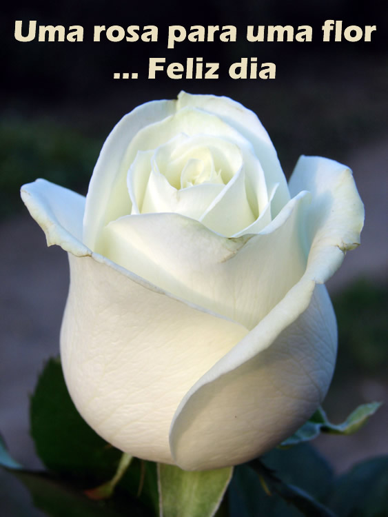 Uma rosa para ti!